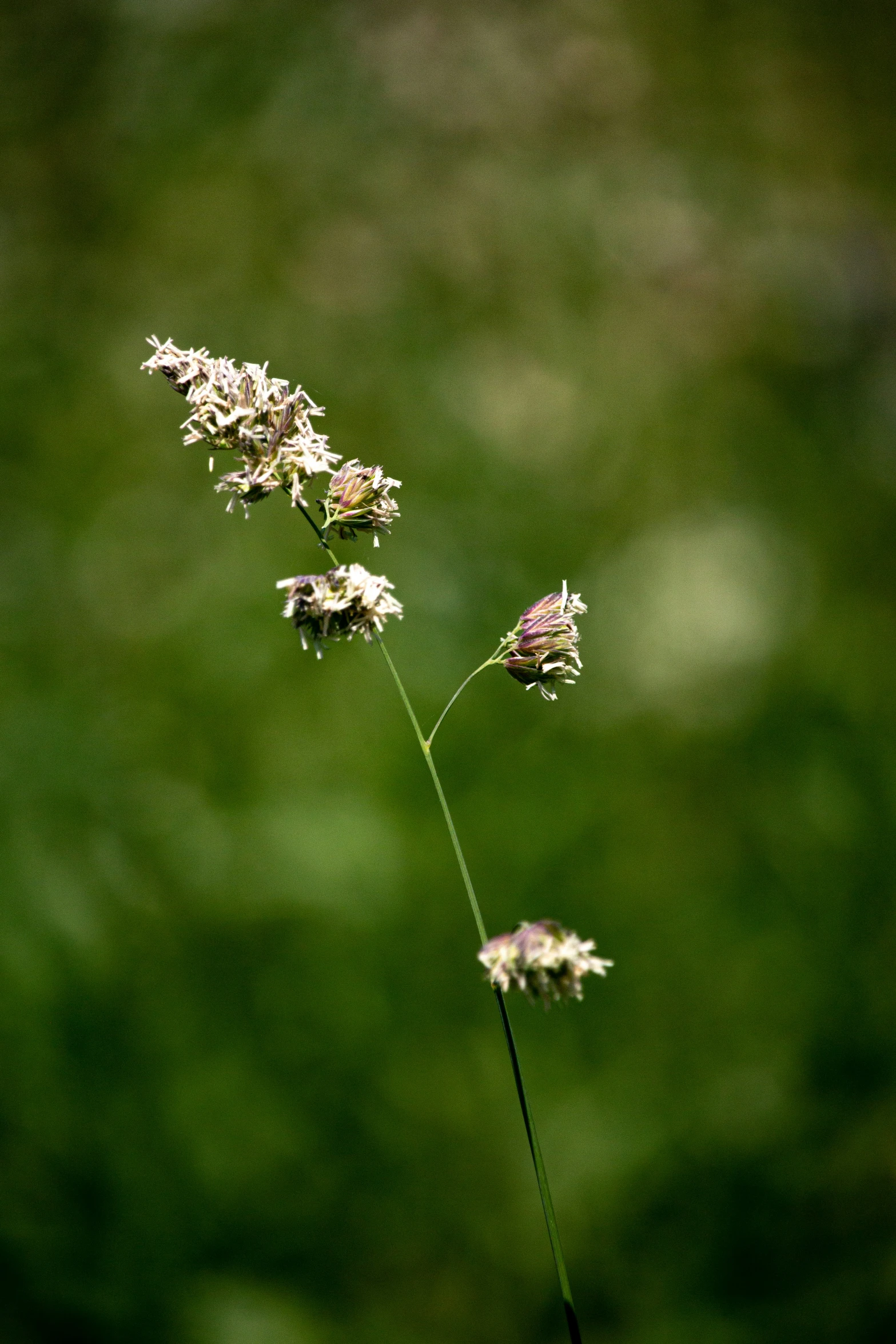 a couple of small white flowers on top of grass