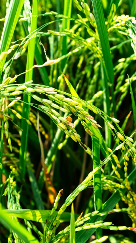 some very bright green grasses with some little brown flowers