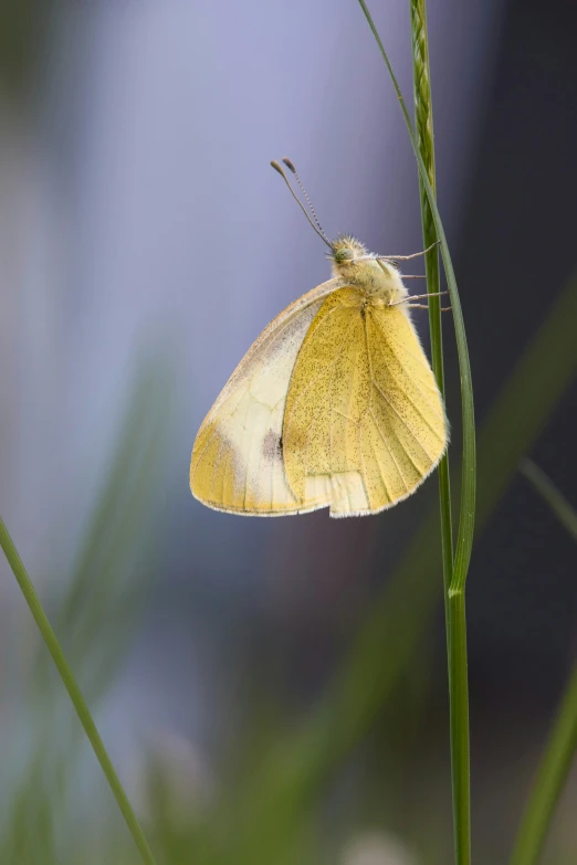 a small yellow erfly perched on top of a blade of grass