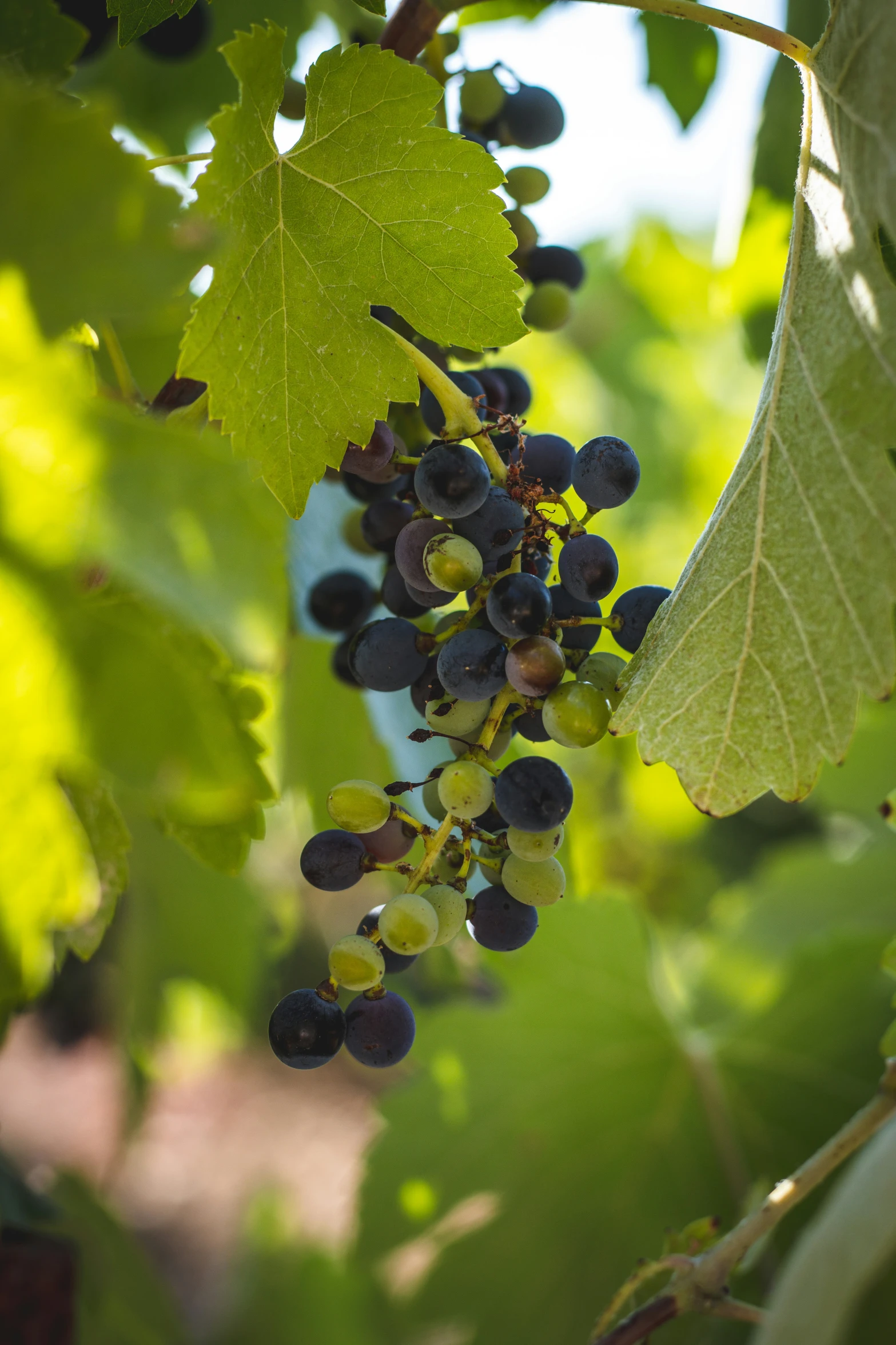 bunches of black gs on the vine in the sun