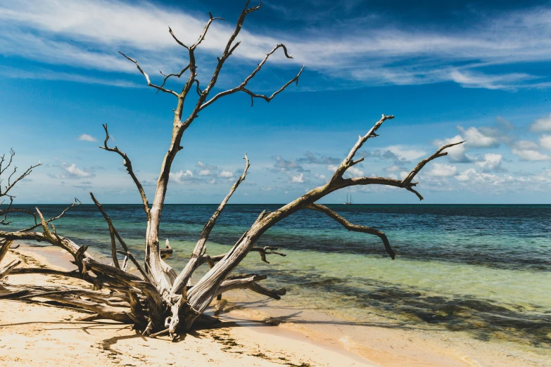 some dead trees laying on top of the sand