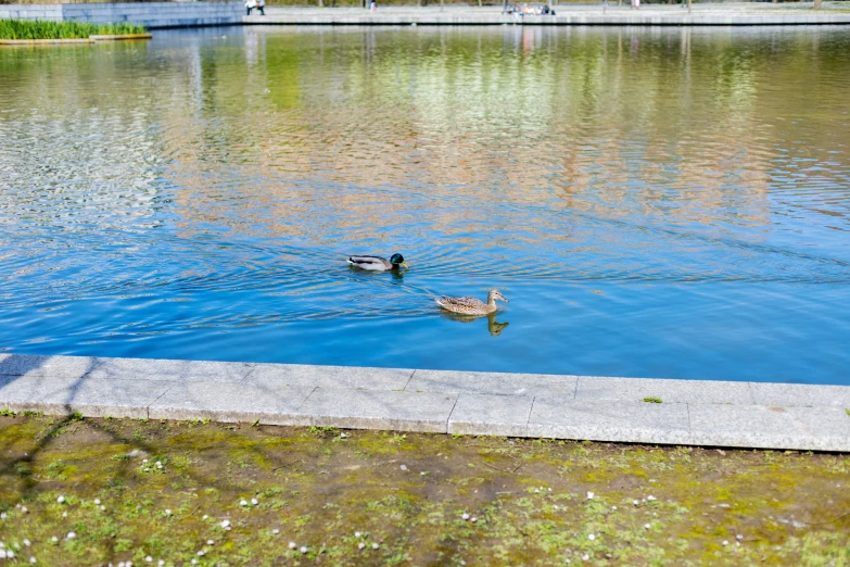 two ducks are swimming in the water on the opposite side of the river