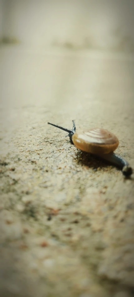 a snail is sitting on the ground in front of some water