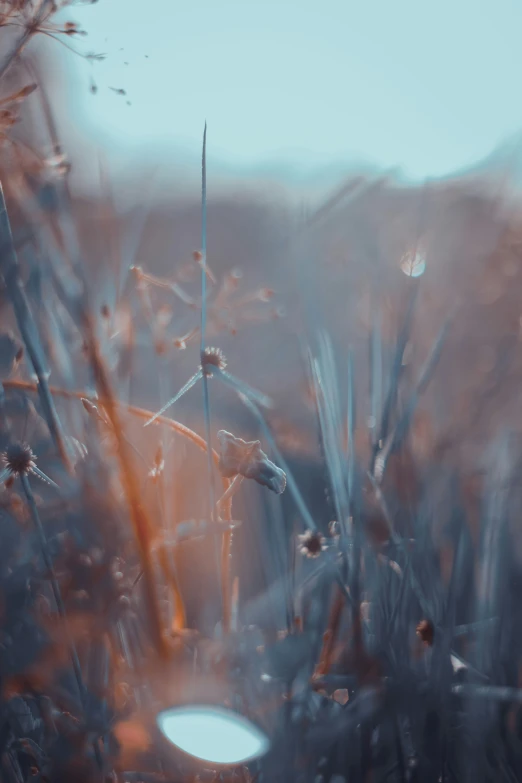 this po shows rain drops on some tall grass