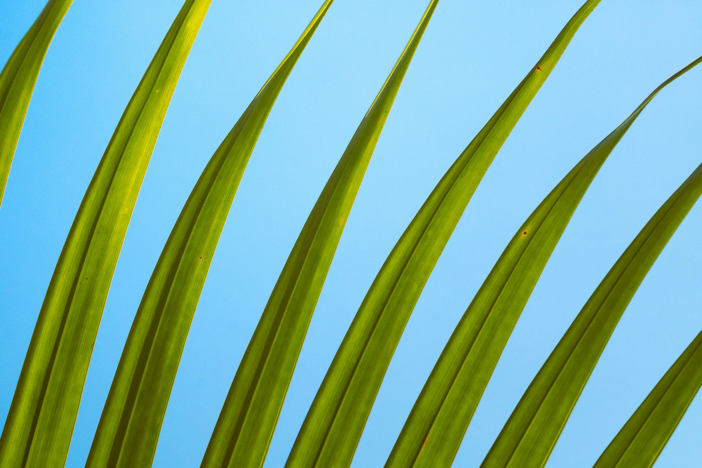 a plant has bright green leaves and a blue sky