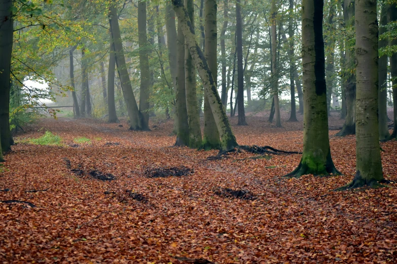 the forest floor is covered in fall leaves