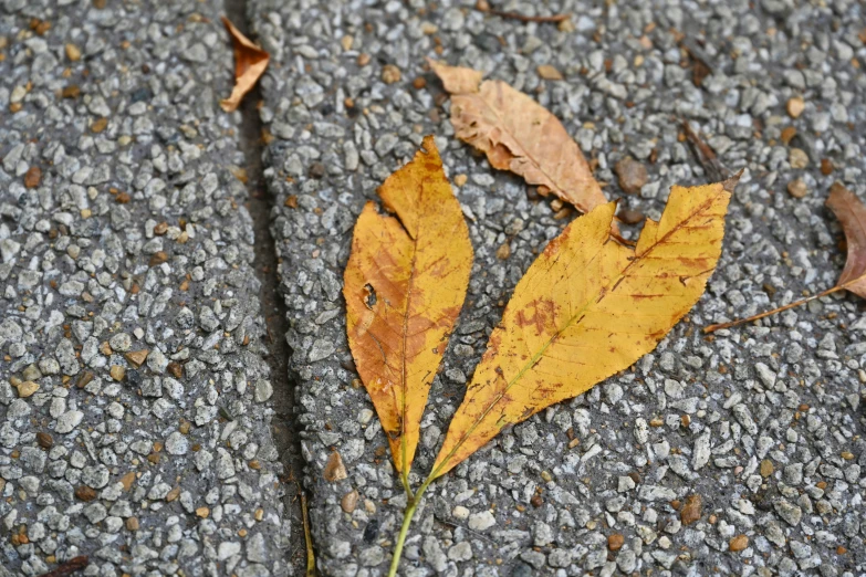 two yellow leaves sitting on the side of the road