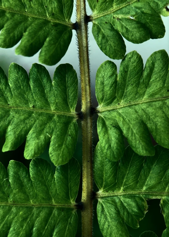 green leaves in closeup, in front of a mirror