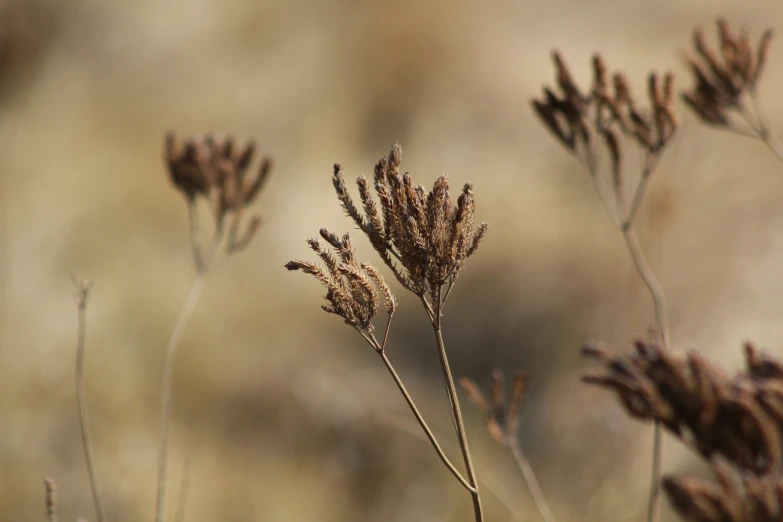 a plant with brown tips growing from its stem