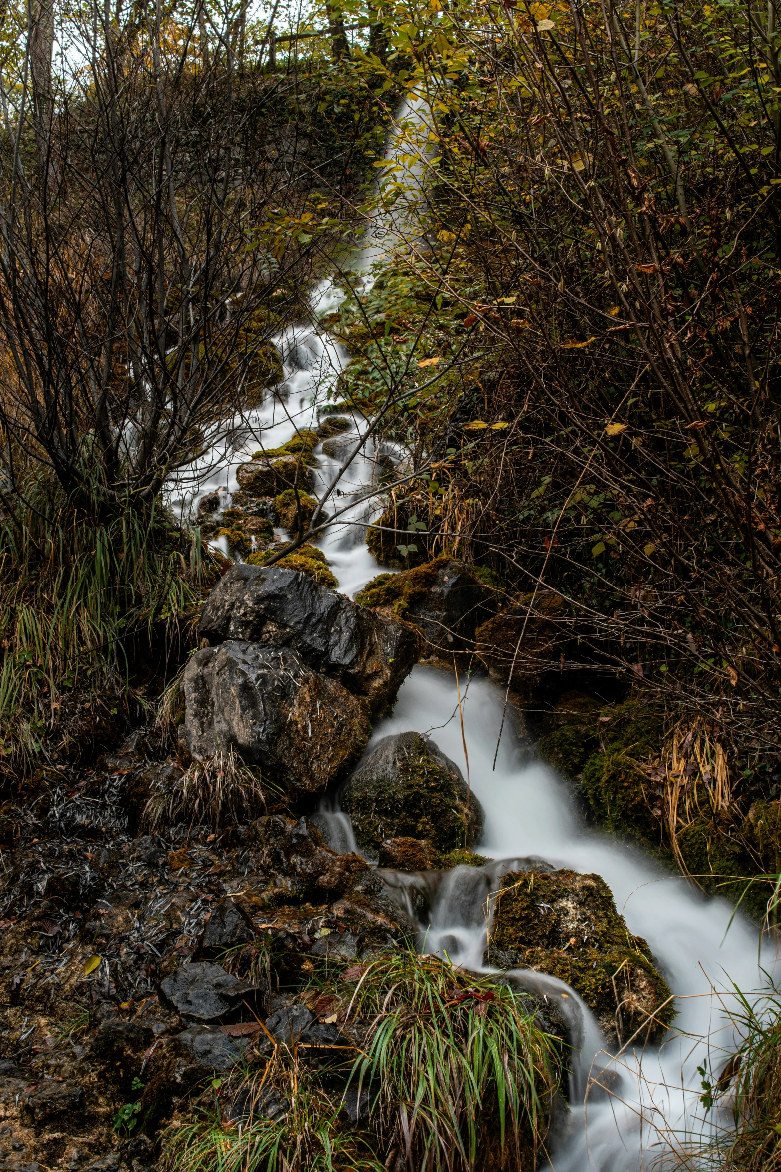 water tumbling through a narrow creek surrounded by tall plants