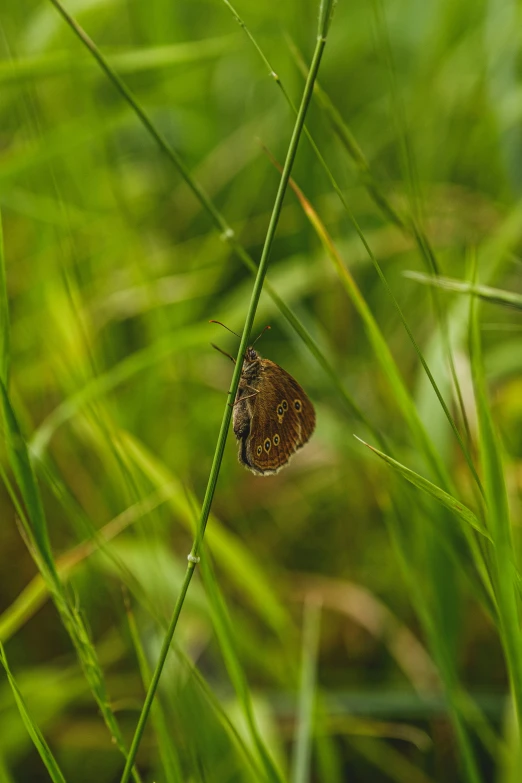 an insect is seen laying on the tall grass