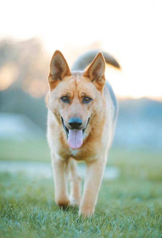 a brown dog with tongue hanging out walking through grass