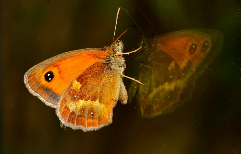 an orange and brown erfly flying close to a ground