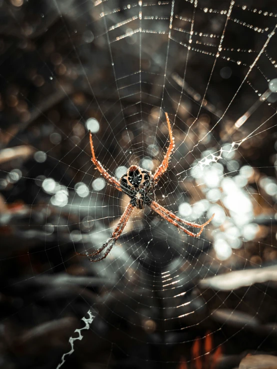 a large spider is sitting on its web