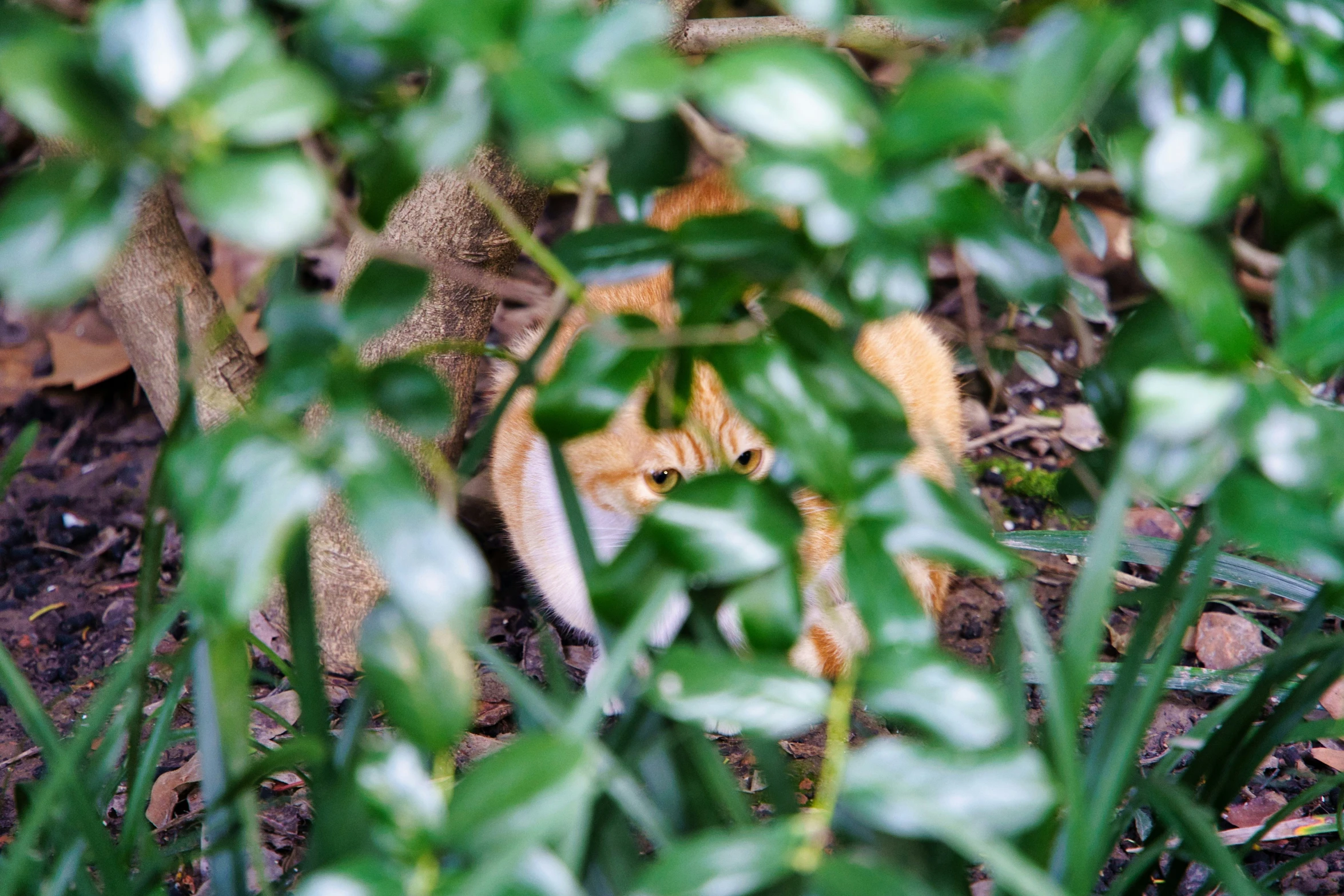 there is a small cat peeking out of some grass