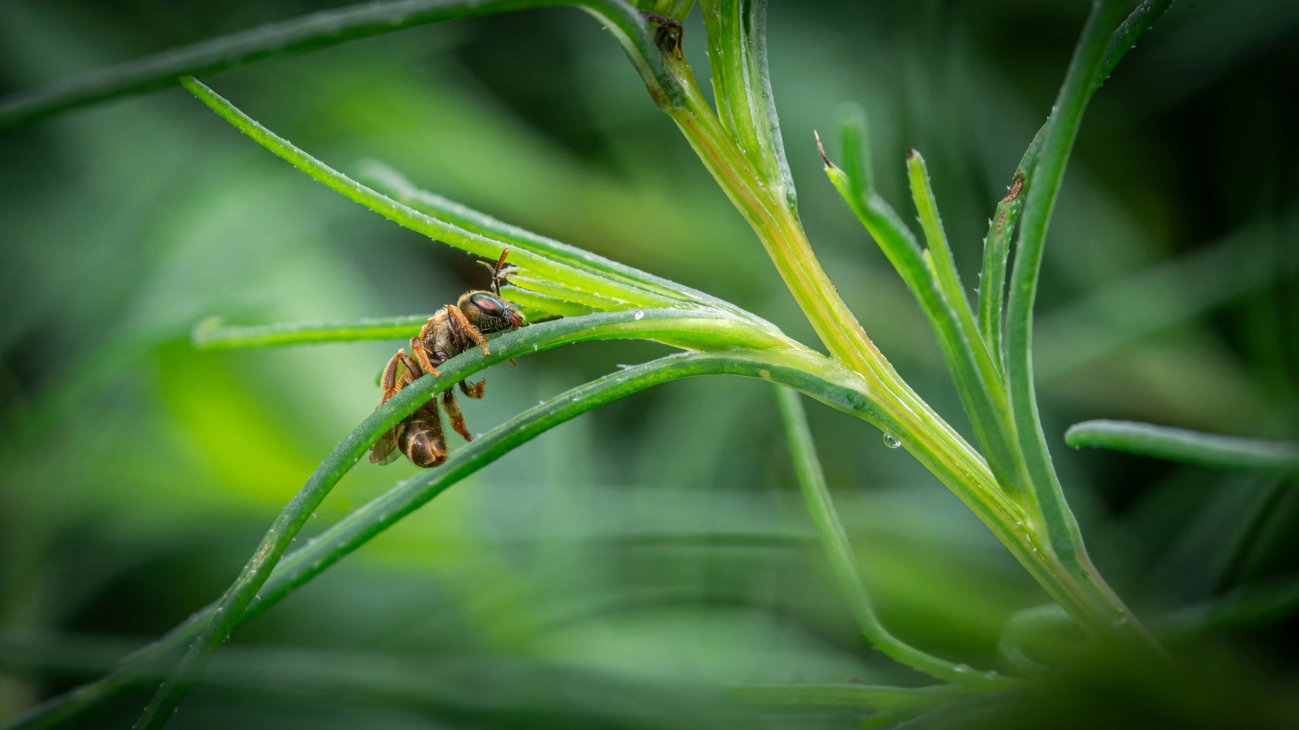 a small insect sits on a blade of grass