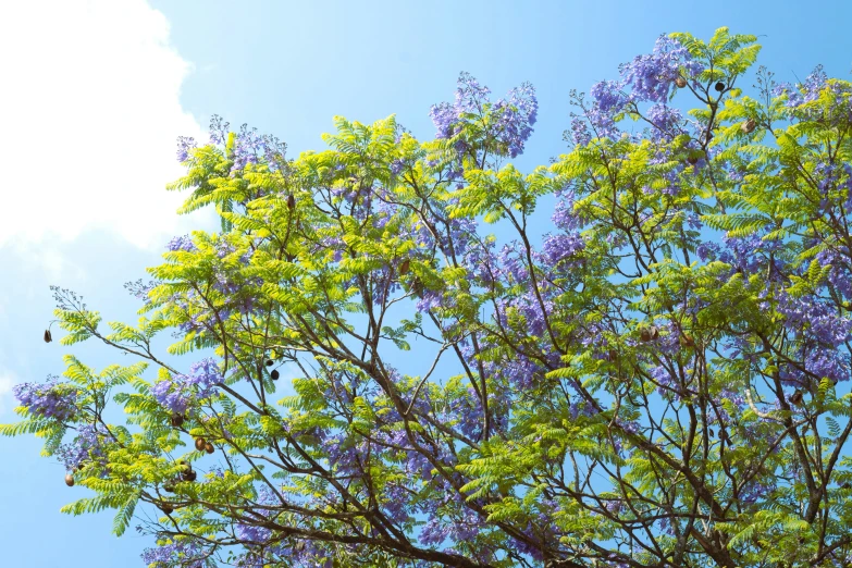 nches and flowers against a blue sky with birds