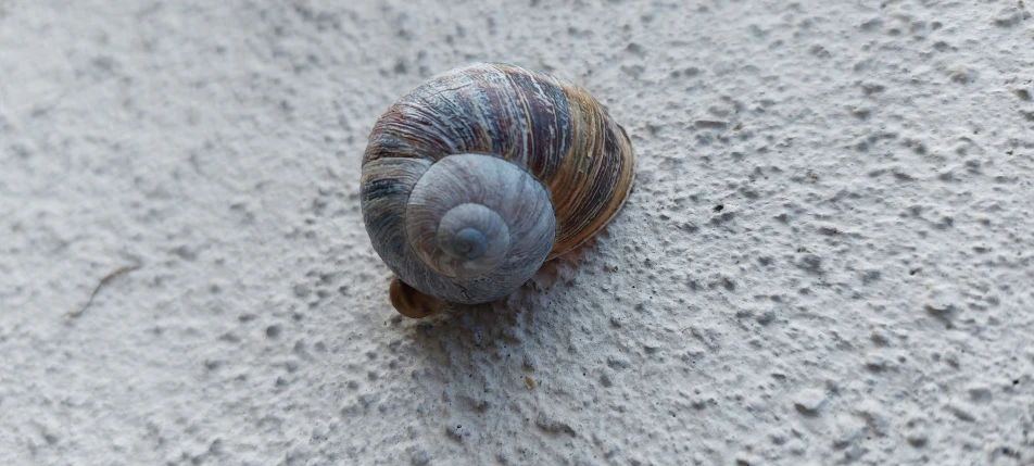 a snail on the ground looking at the camera