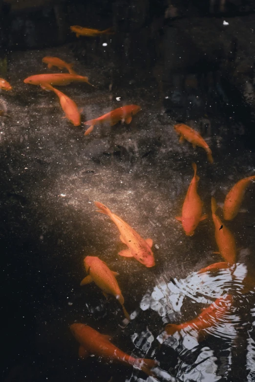 several red fish are swimming in a pool