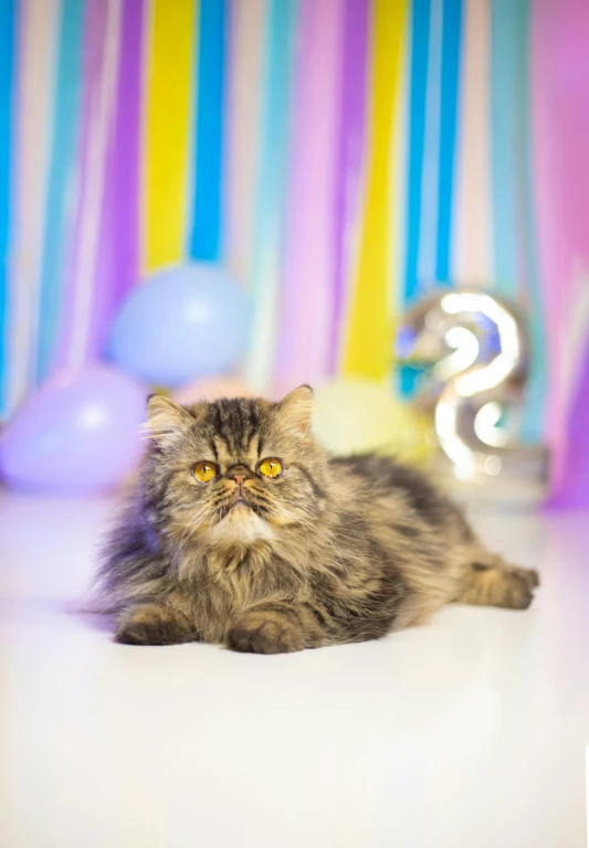 a long - haired cat is sitting among balloons and streamers