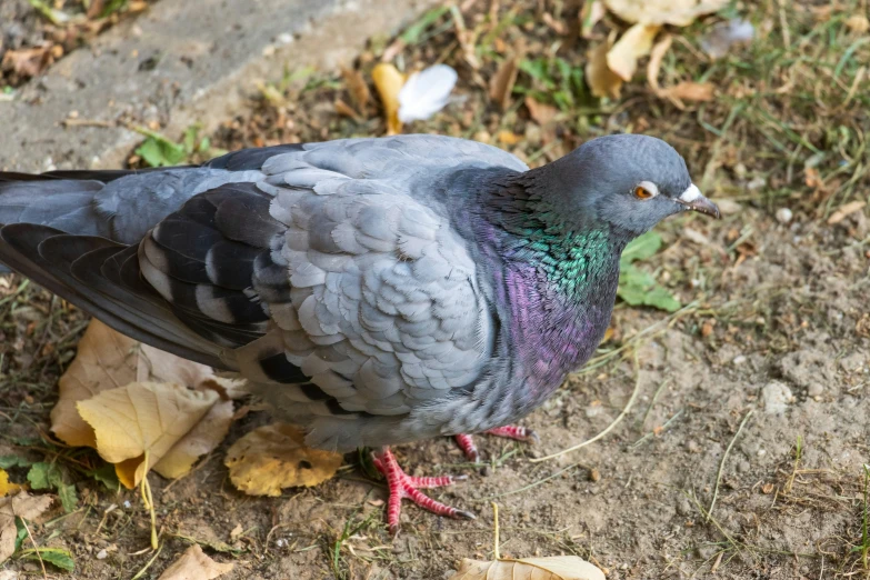 a blue, green and purple bird standing on the ground