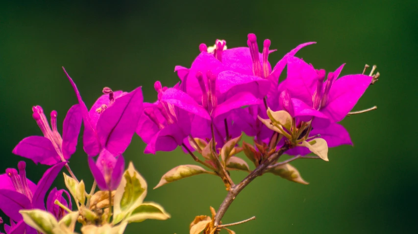 purple flowers blooming on the tree during the day