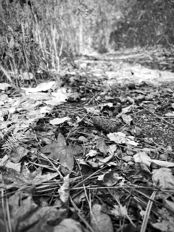 the leaves are on the ground near a dirt path