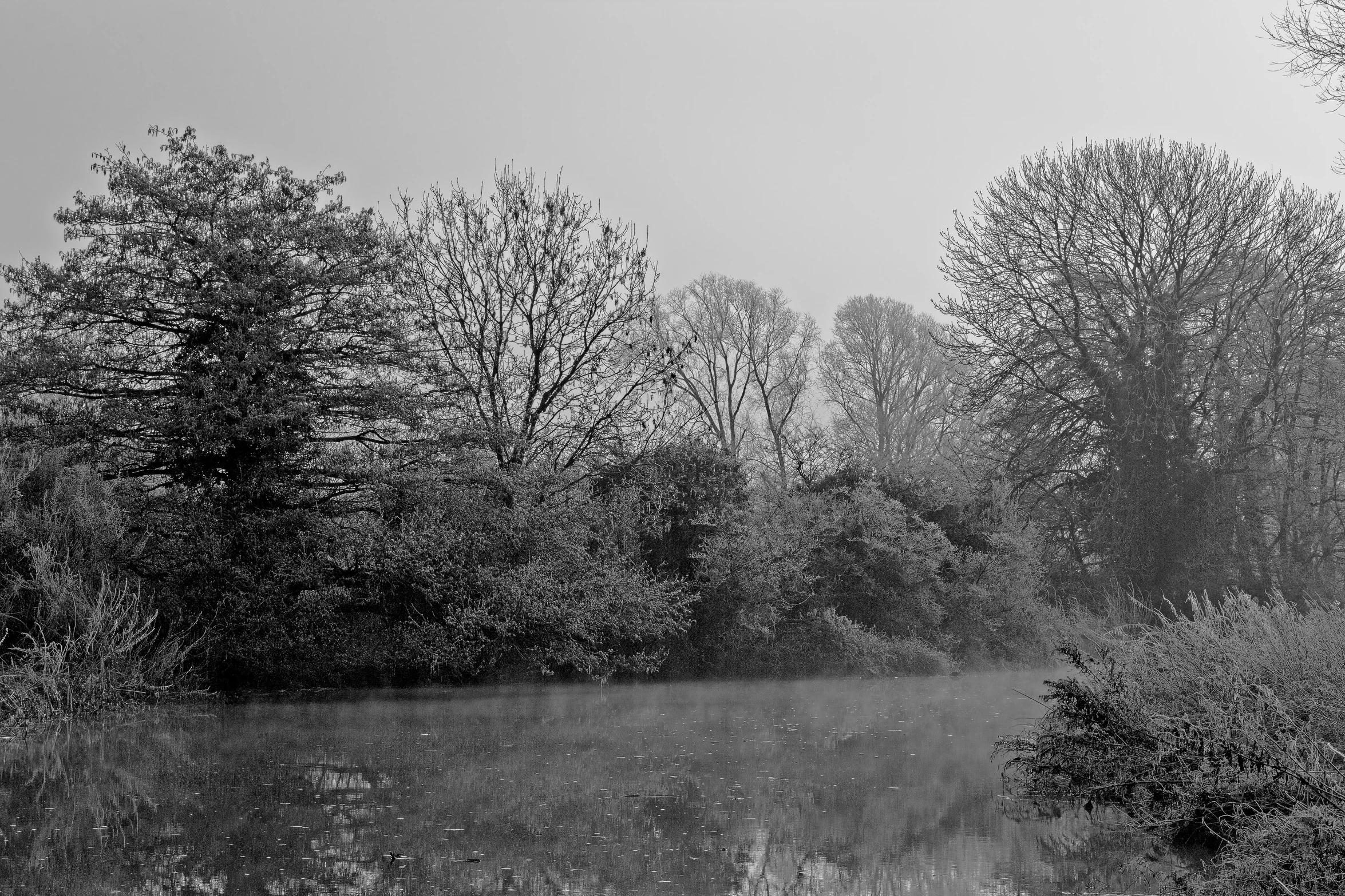 a large group of trees is shown in the background