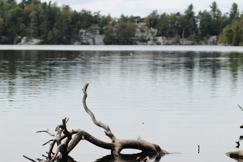 a log that has fallen in the water