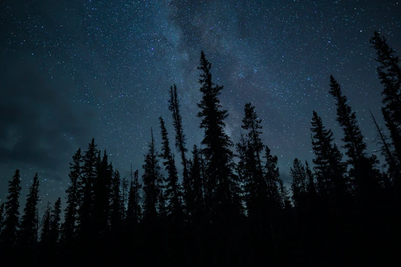 trees at night under the milky in a dark sky