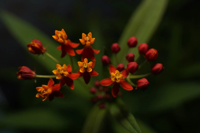 several flowers are growing on the stem