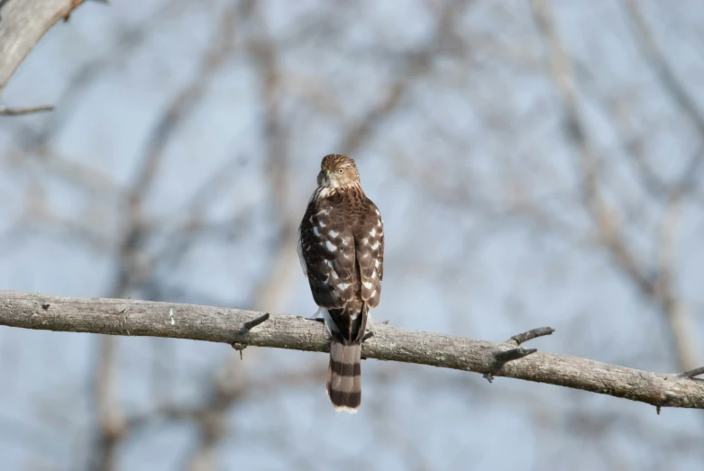 the hawk is perched on the bare nch of a tree