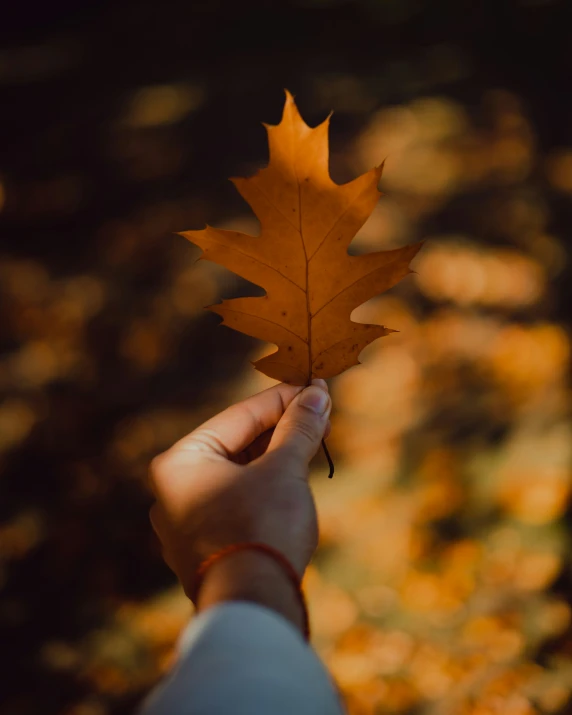 a hand holding up an autumn leaf in the woods