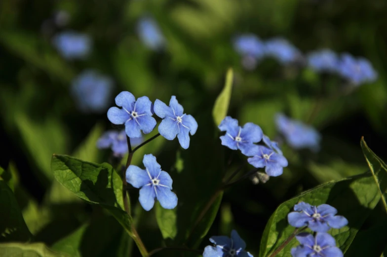 blue flowers with green leaves and sunlight in the background