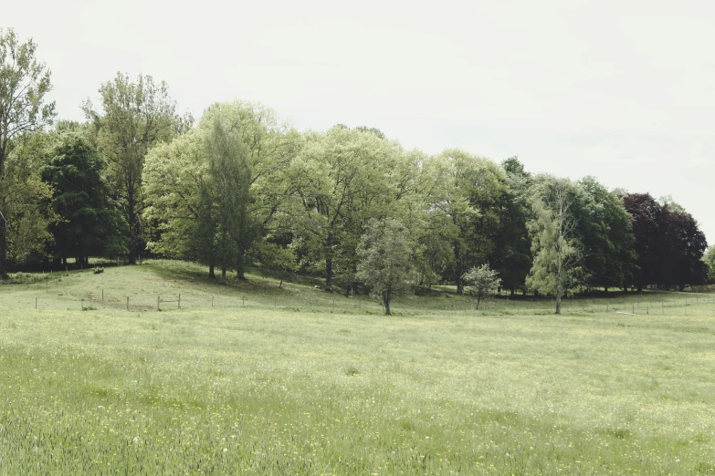 the cows are grazing and playing in the field