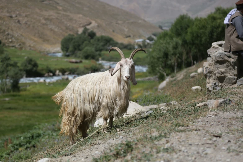 a long horned goat walking down a hillside