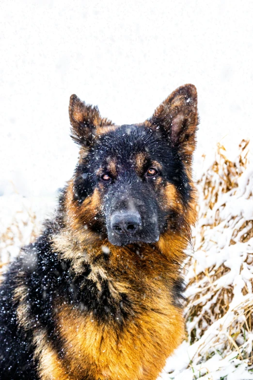 a dog in the snow in front of some bushes