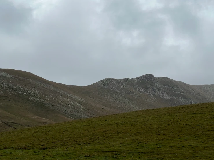 a single sheep grazes in a large grassy field