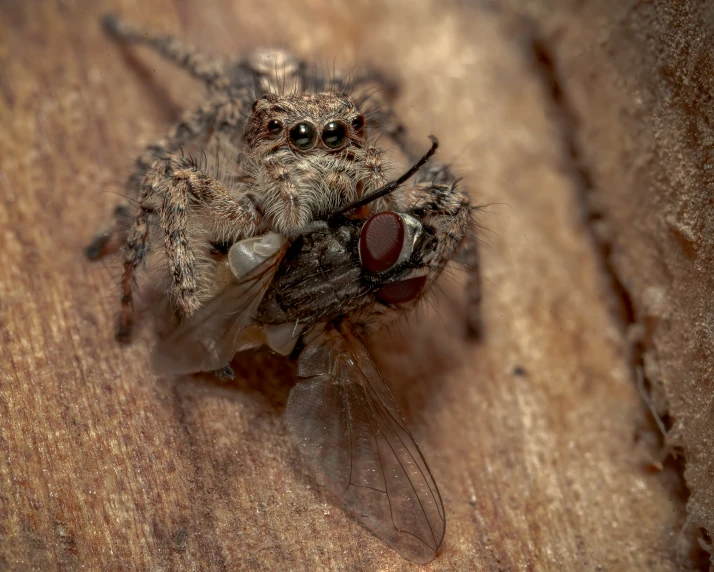 there is a very large fly that has landed on the surface