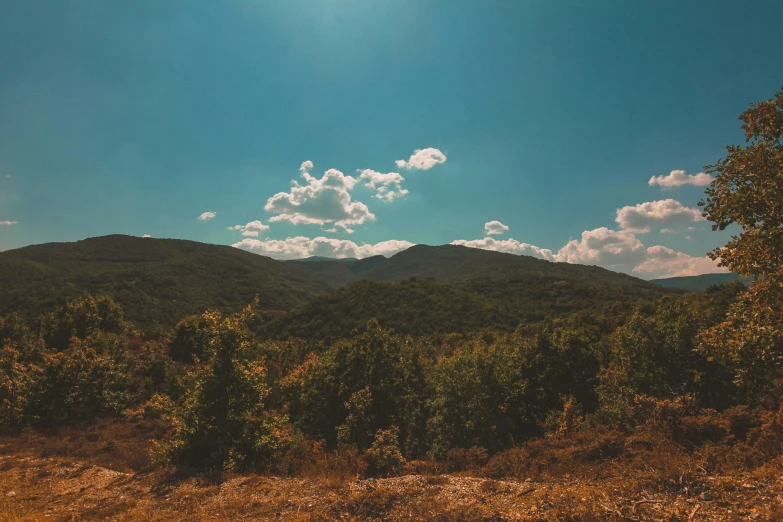 a forest filled with trees next to a hill