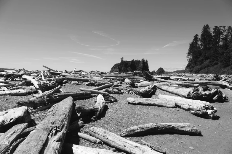 a black and white po of a beach with large logs on it