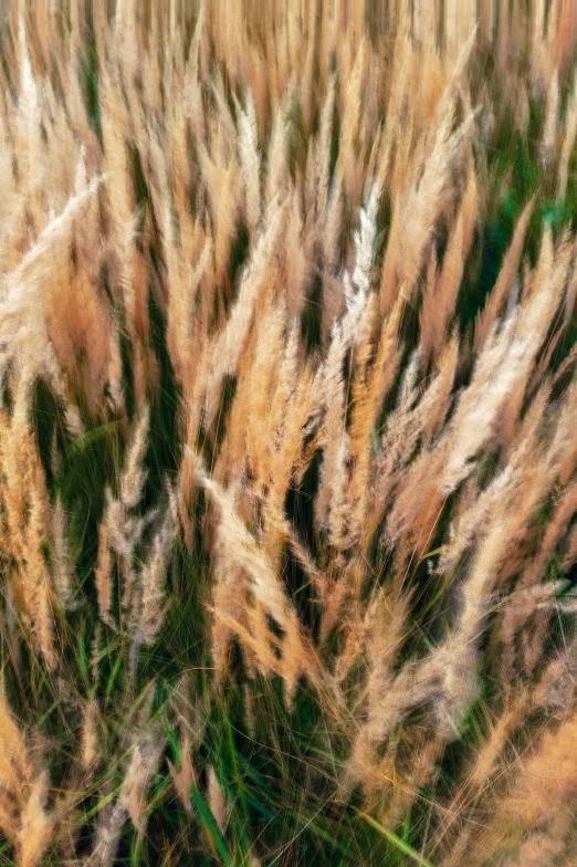 an abstract po of an up close image of some tall plants