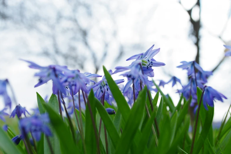 some purple flowers in the grass with trees in the background