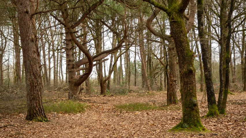 the forest is full of trees and brown leaves