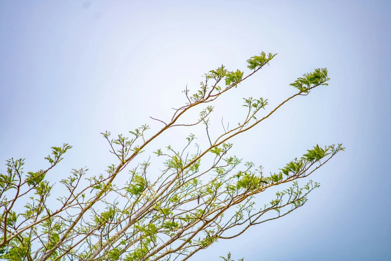 green leaves and brown nches against a blue sky