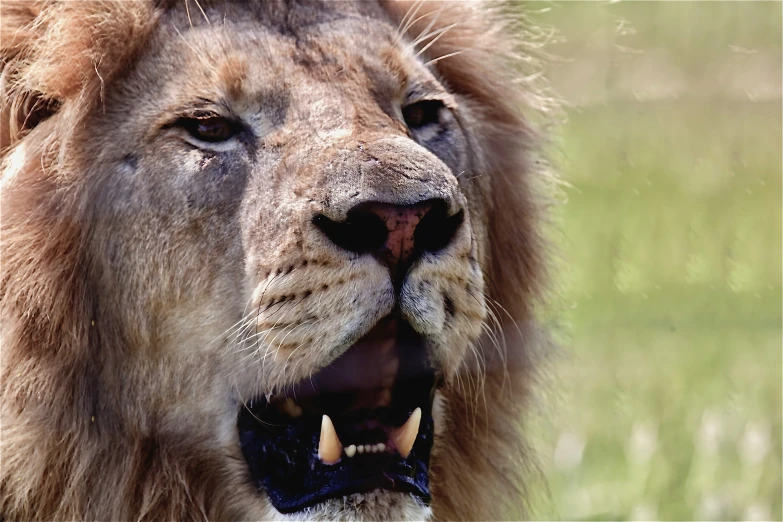 a lion with it's mouth open while standing in front of a field