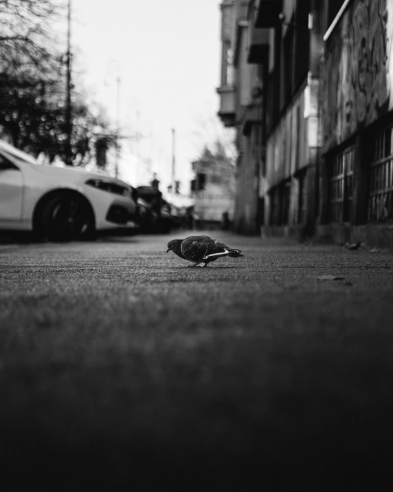 a small bird is laying on the sidewalk