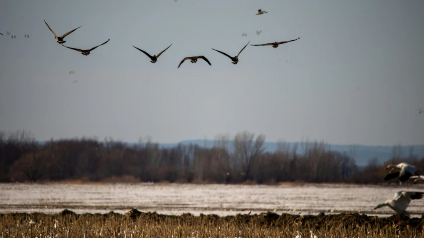 geese fly high above the field with an almost cloudy sky