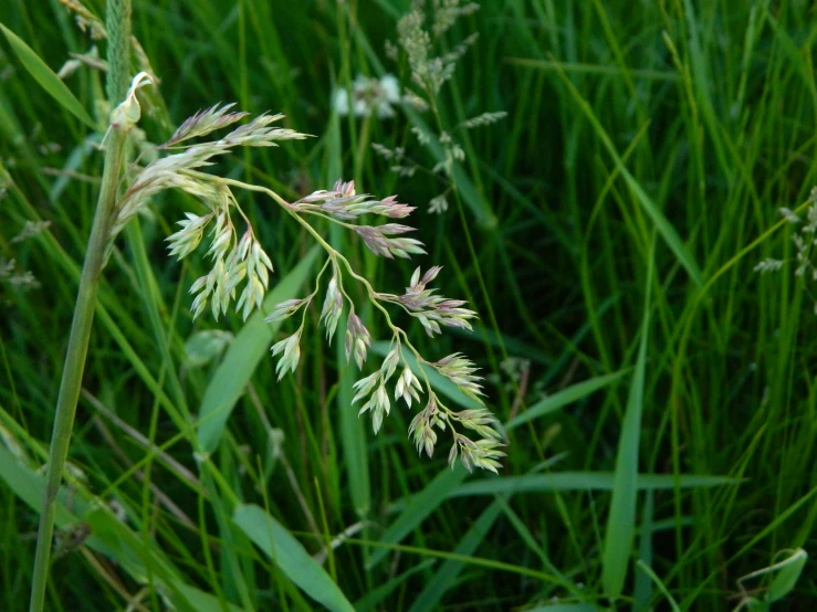 tall grass that is growing in the grass