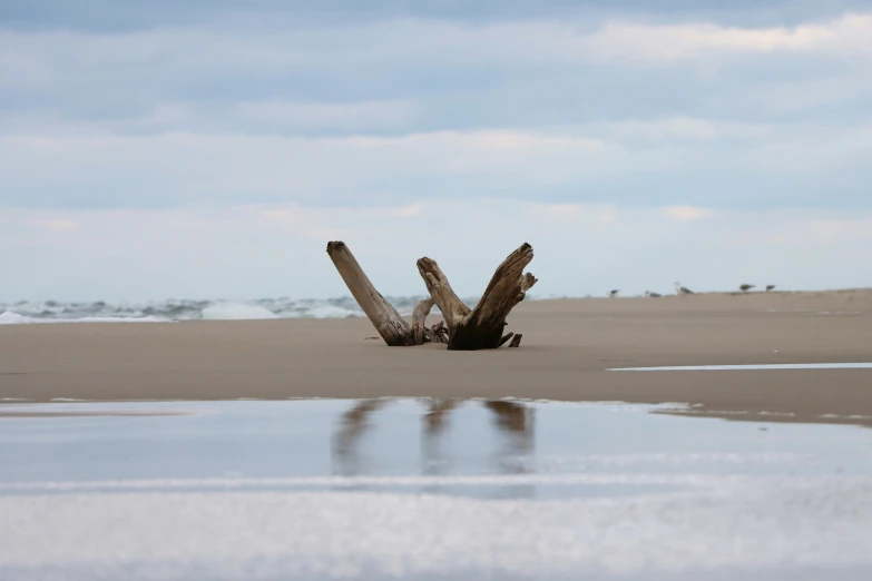 a tree stump on the beach laying upside down